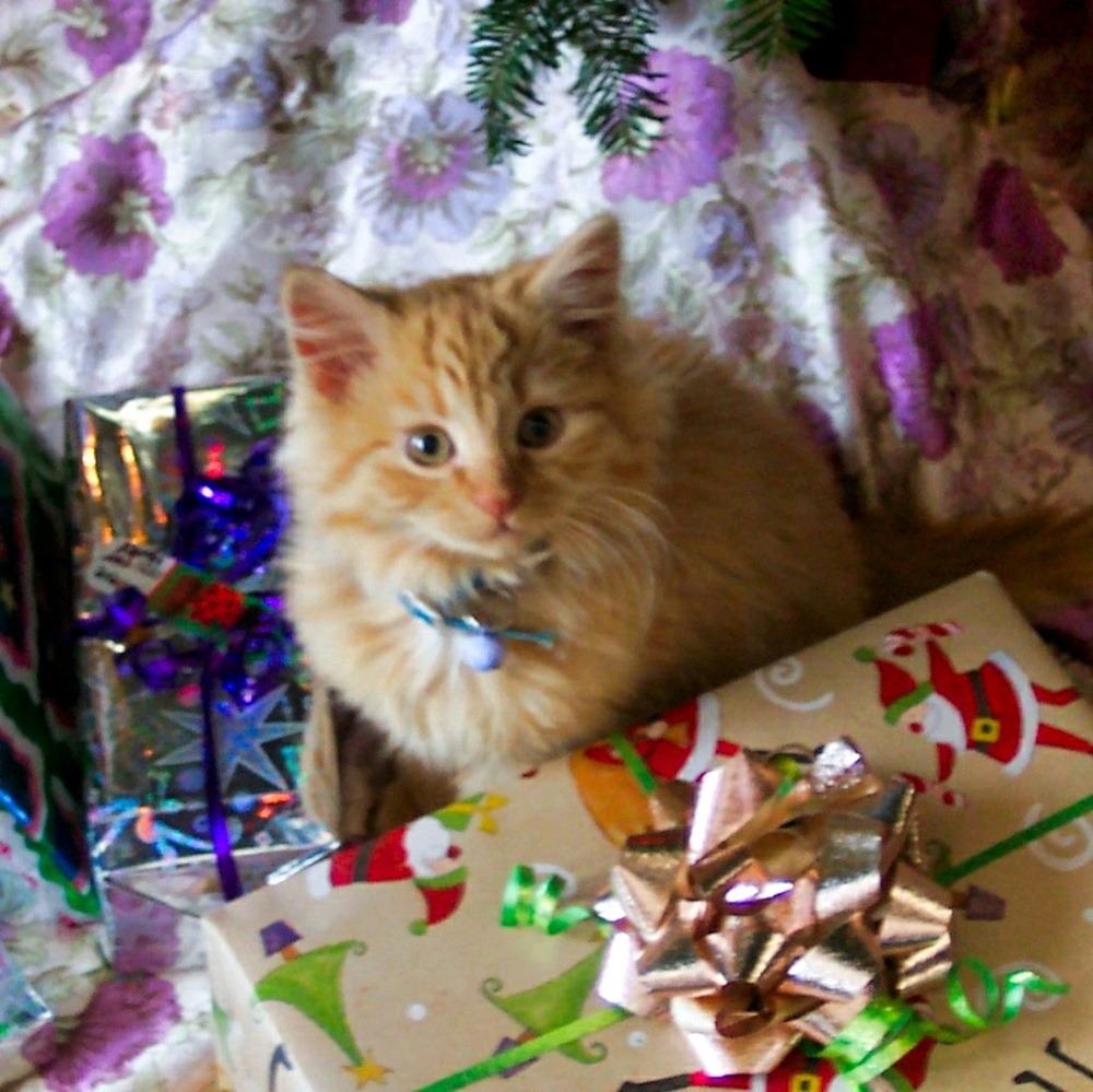 Meet your Posher, Sabrina